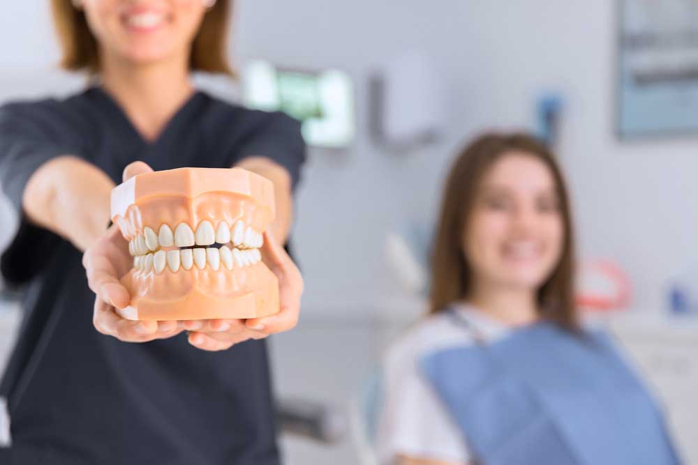 A dentist holding a model of teeth.